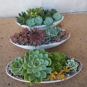 Concrete Succulent Boat