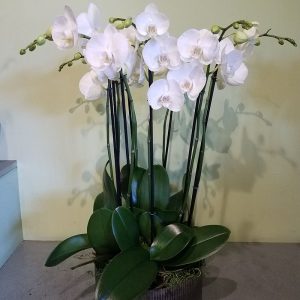 Quad Orchid Planter