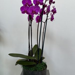 Double Orchid Planter