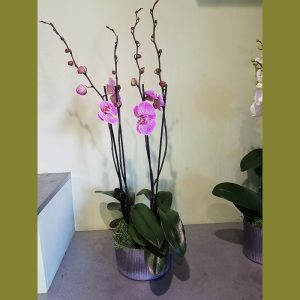 Double Orchid Planter