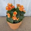 Begonia