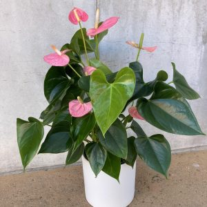 Anthurium