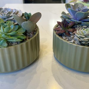 Succulent bowl