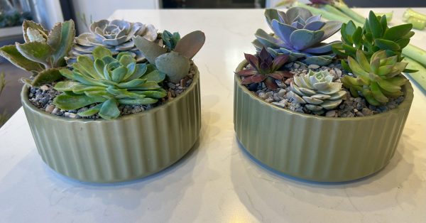 Succulent bowl - Image 9