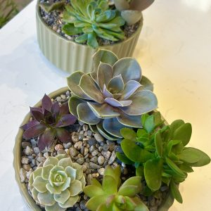 Succulent bowl