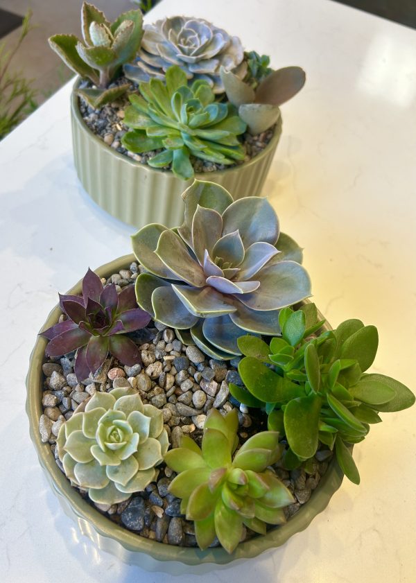 Succulent bowl - Image 8