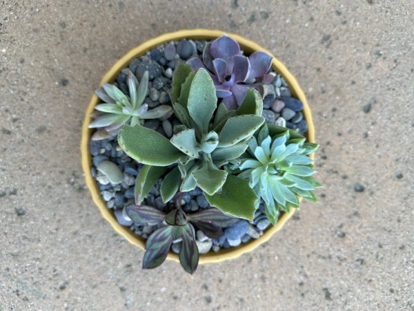 Succulent bowl - Image 2