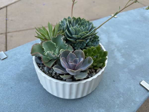 Succulent bowl - Image 4