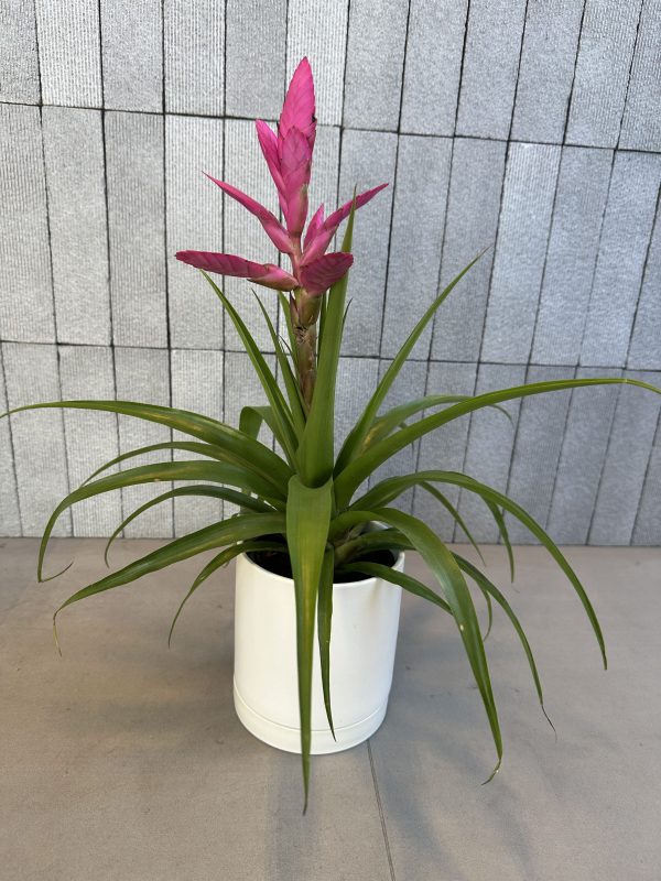 Bromeliad