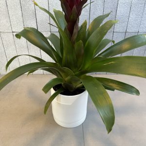 Bromeliad