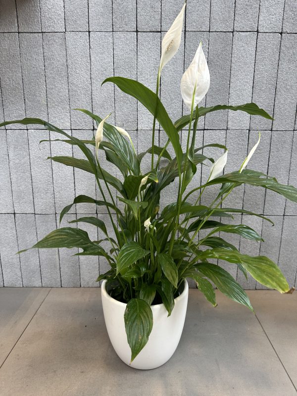 Peace Lily