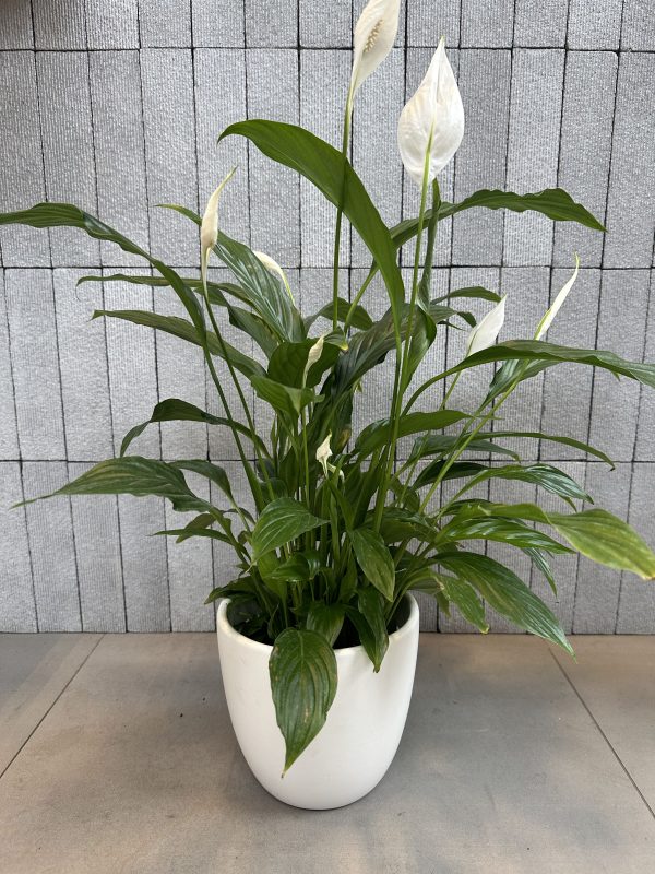 Peace Lily - Image 3
