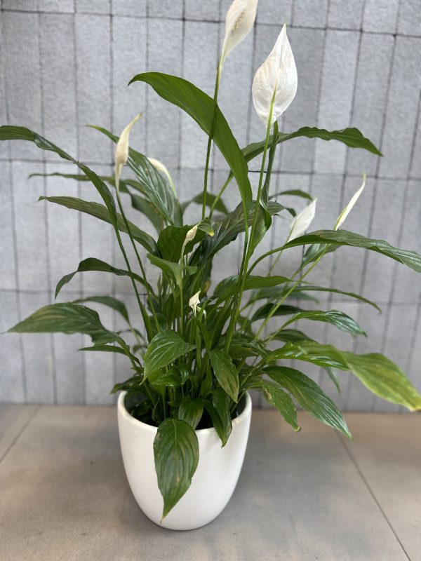 Peace Lily - Image 4