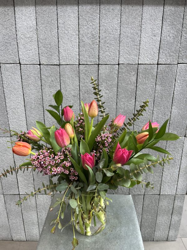 Tulipa